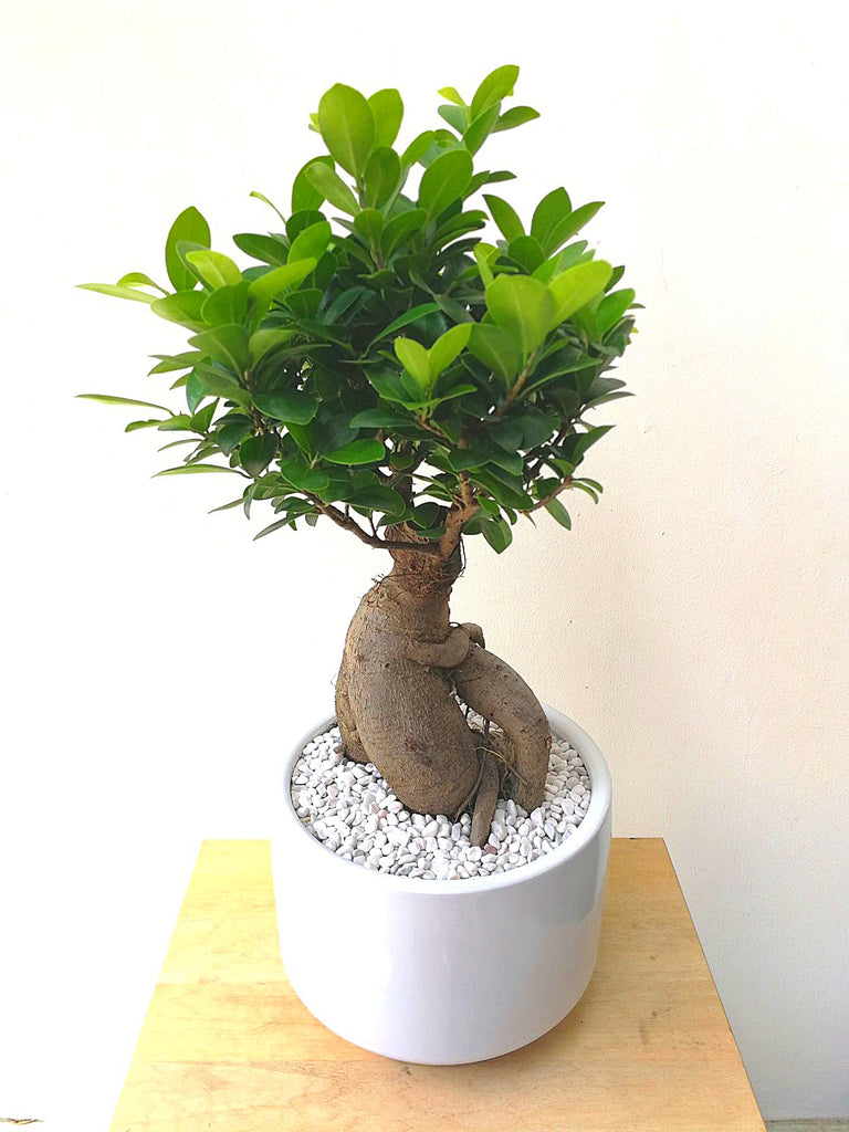 Ficus Ginseng et son cache pot - taille M, L'Atelier d'Amélie