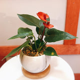 Petite Red Anthurium Plant
