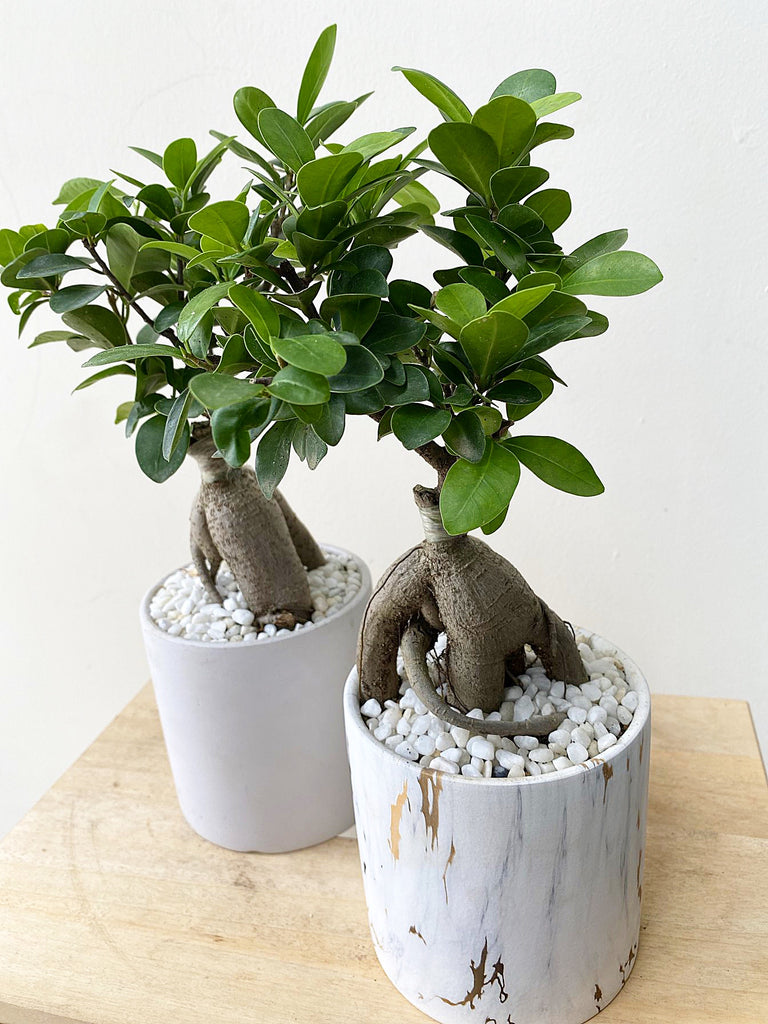 Mini bonsai