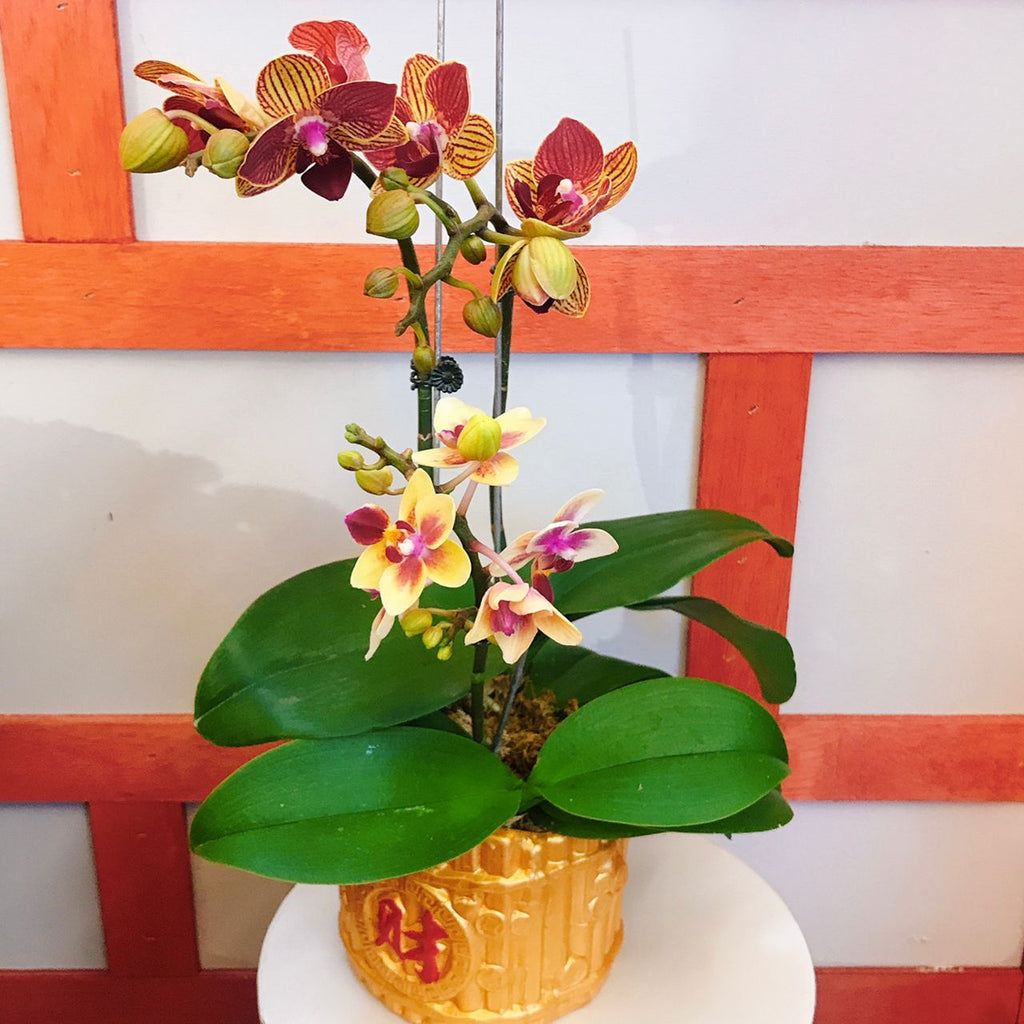 2.5” Petite Phalaenopsis Orchids Arrangement