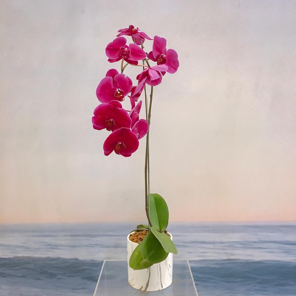 Phalaenopsis Orchids Arrangement